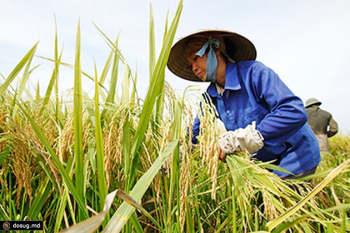 Россия и Вьетнам подпишут соглашение о свободной торговле через неделю