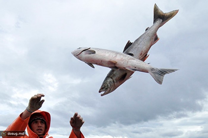 Россия исключит из санкционного списка мальков лосося