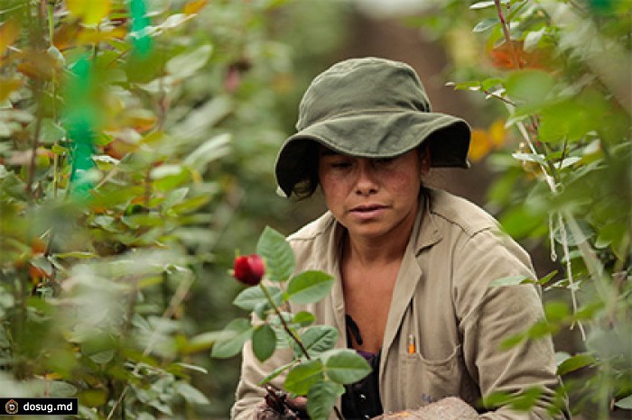 Россия призвала Колумбию ввозить растения в обход Нидерландов