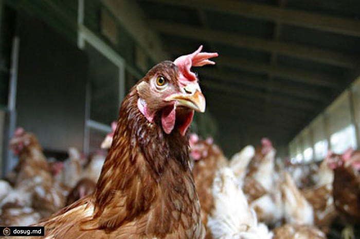 Россия ввела запрет на импорт мяса птицы из Саксонии