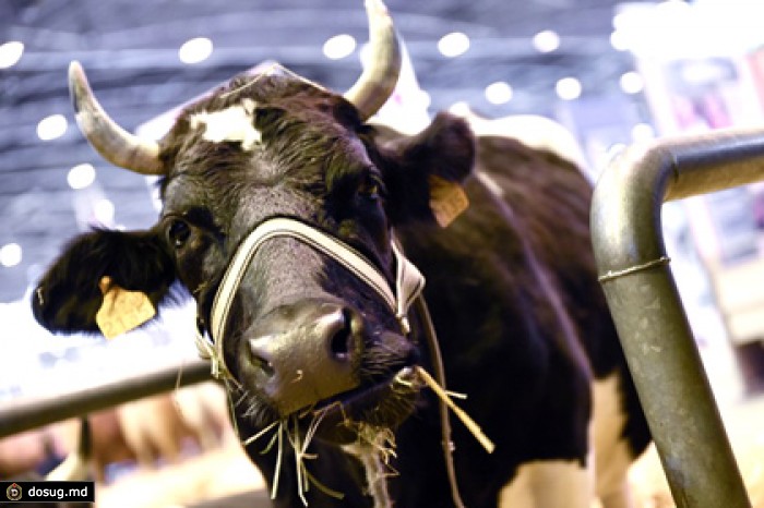 Россия запретила ввоз канадской говядины