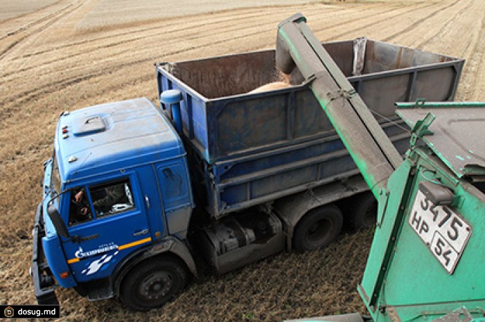 Российский экспорт пшеницы упал в 2,4 раза