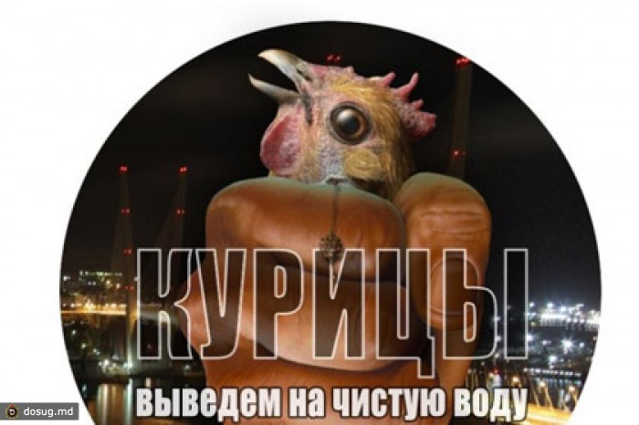 Купить Курицу Иркутск