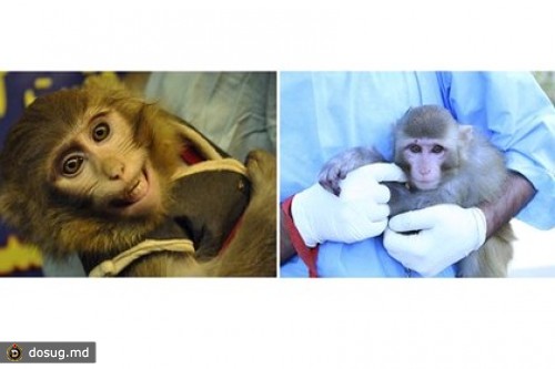 СМИ заподозрили Иран в подмене космической обезьяны