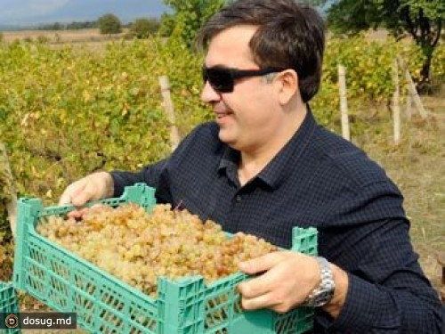 Саакашвили поселится в Кахети на время сбора винограда