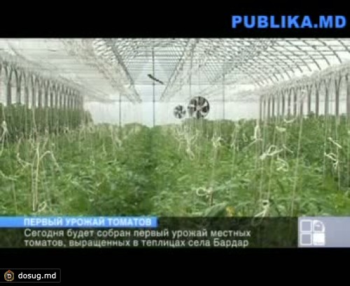 Сегодня будет собран первый урожай местных томатов