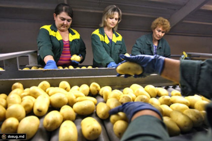 Союзное государство пожалело денег на инновационный топинамбур