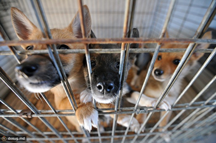 Суд Тулы приговорил похитителей породистых собак