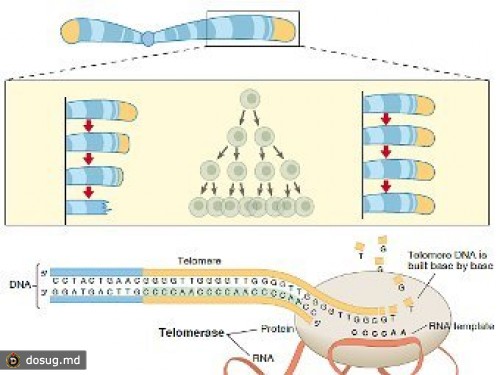 Теломераза омолодила взрослых мышей
