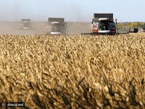 Цены на пшеницу в России установили исторический рекорд
