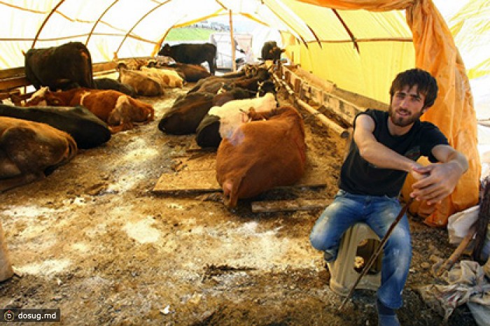 Турция решила поставлять в Россию молоко и мед