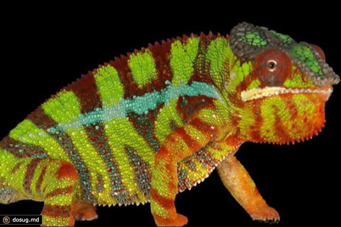 Ученые объяснили способность хамелеонов менять цвет