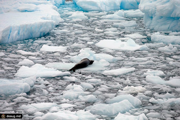 Ученые сообщили об угрожающей скорости таяния шельфовых ледников Антарктиды