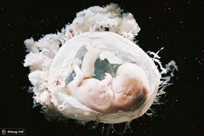 Ученые выяснили соотношение полов от зачатия до рождения
