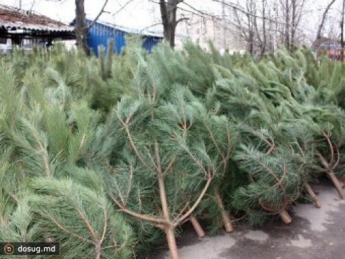 Украинская милиция конфисковала сто тысяч елок