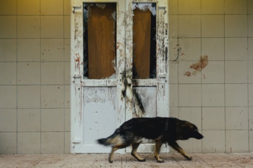 Украинская милиция простила участников штурма РОВД