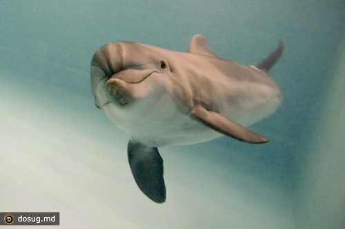 Украинские СМИ узнали о пропаже вооруженных боевых дельфинов