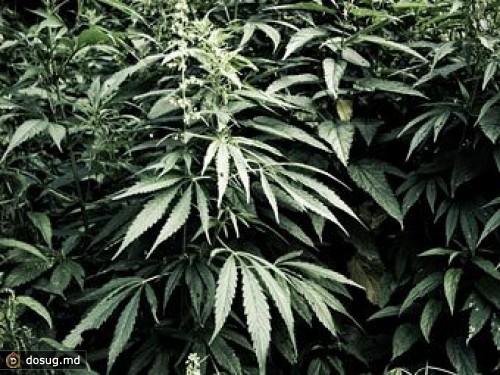 Украинский милиционер попал под суд за разбавление марихуаны сеном