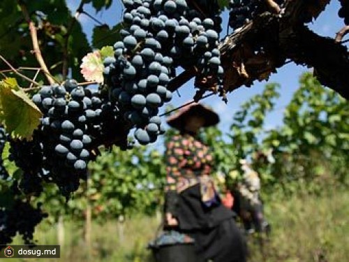 Ураган уничтожил тысячи гектаров виноградников в Кахетии