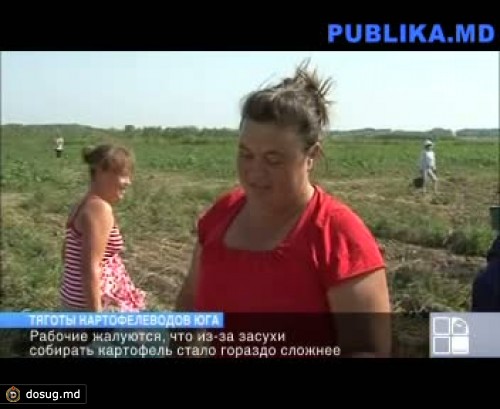 Урожай картофеля снизился почти вдвое