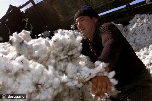 Узбекистан пустит наблюдателей на хлопковые поля