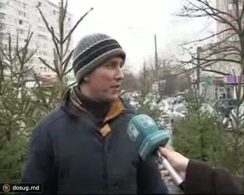 Узнайте расценки на елки