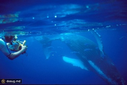 В «певческих коллективах» горбатых китов нашли молодых «стажеров»