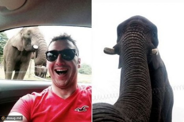 В Англии слониха сфотографировала себя на iPhone