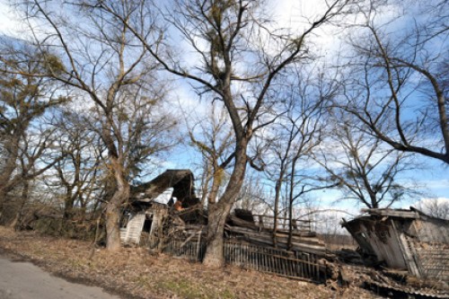 В Белоруссии предложили делать мебель из чернобыльской древесины