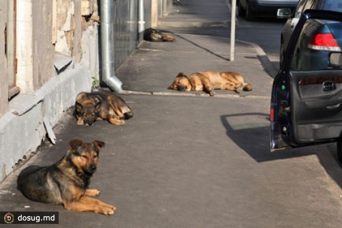 В Бишкеке пресекли торговлю мясом бродячих собак