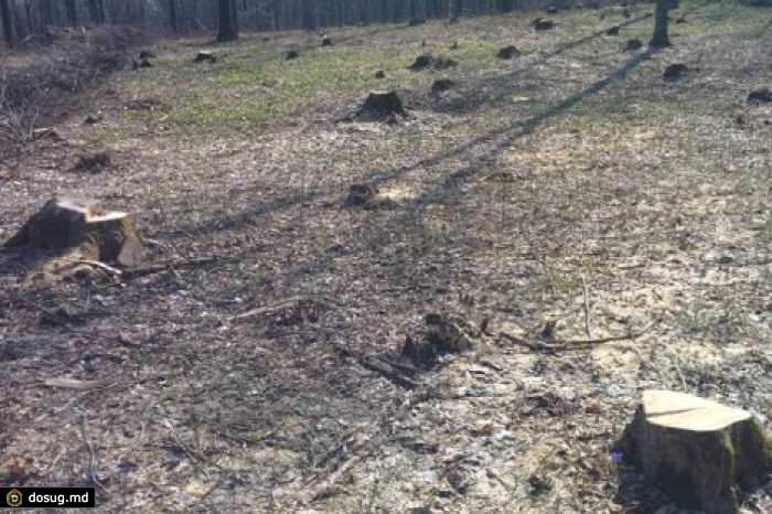 В Бричанском и Окницком районах незаконно вырубили сотни кубометров леса