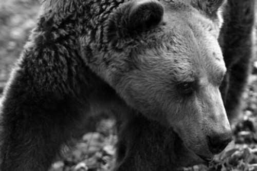 В Греции скончался 50-летний медведь