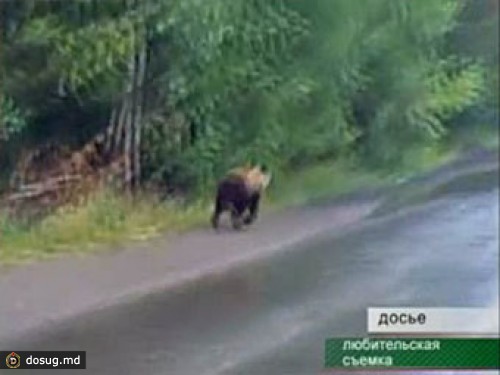 В Иркутской области полицейские организовали антимедвежий патруль