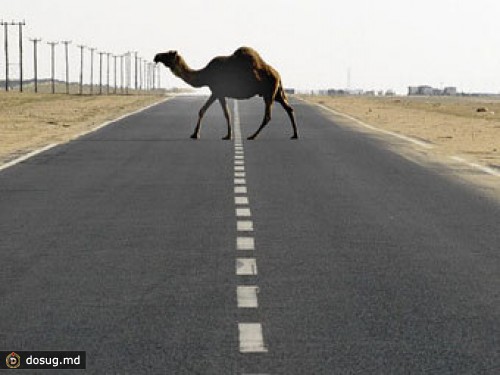 В Казахстане два человека погибли в ДТП с участием верблюда