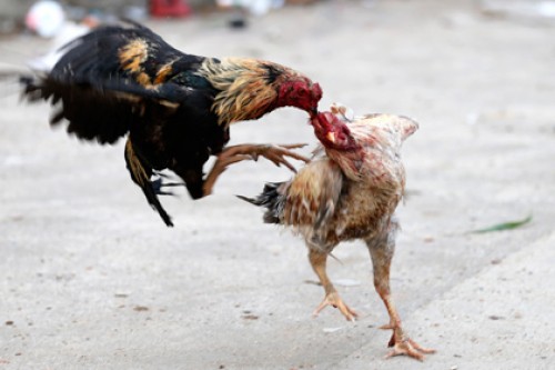 В Казахстане прикрыли подпольные петушиные бои