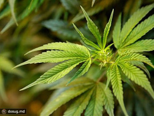 В Латвии начали сбор подписей за декриминализацию марихуаны