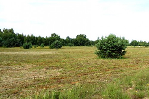 В Латвии прорекламировали деревню имени Путина