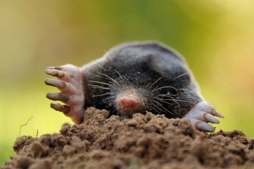 В Латвии проверят законность взрывания кротов