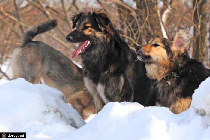 В Ленобласти запретили охоту на собак