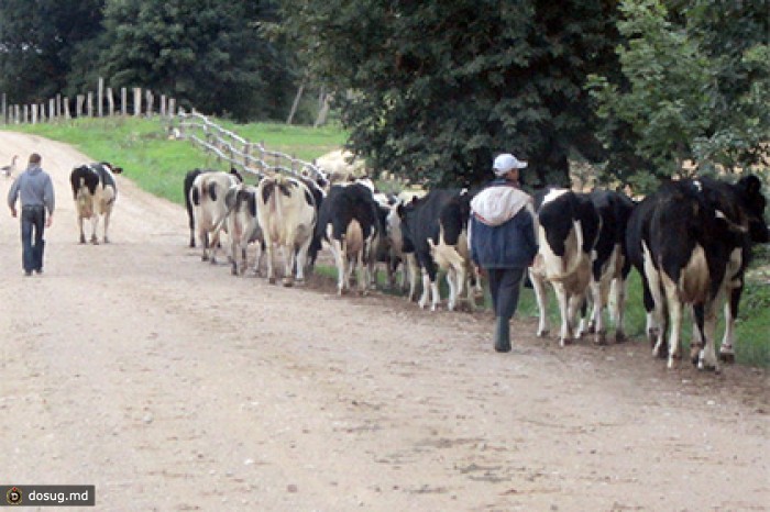 В Литве предсказали гибель мясной отрасли из-за санкций и чумы