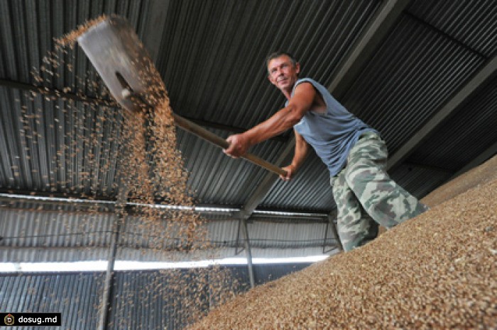 В Минсельхозе усомнились в необходимости отменять экспортные пошлины на зерно