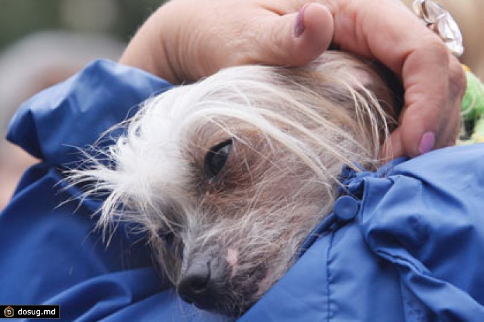 В Мосгордуме поддержали идею о налоге на домашних животных