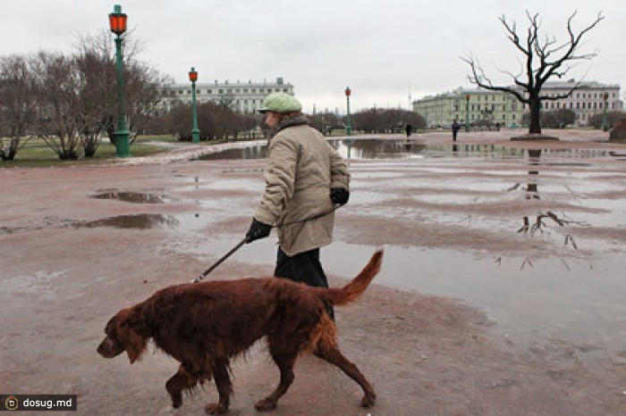 В Петербурге задержали догхантера