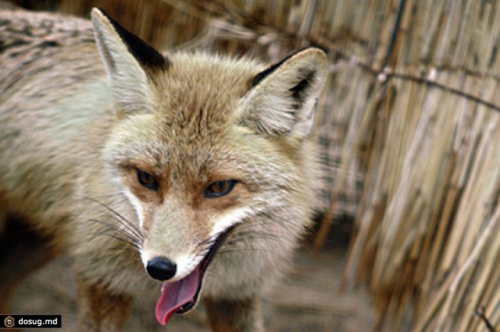 В Ростовской области бешеная лиса загнала на дерево пастуха