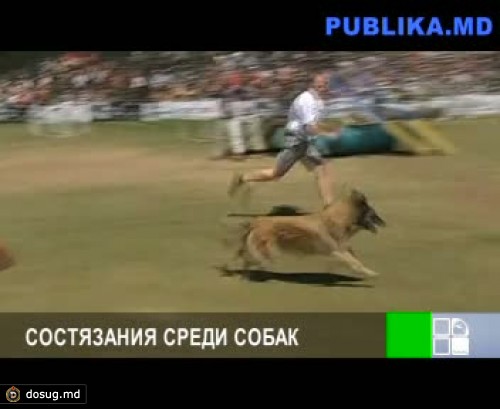 В США прошли спортивные состязания среди собак