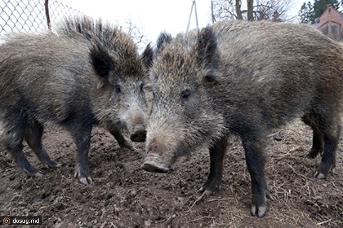 В Татарстане жертвами ДТП стали девять кабанов