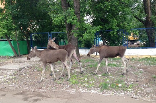 В московский двор забрели лосята