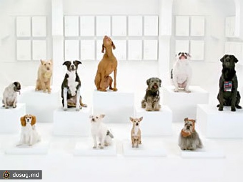 В рекламе Volkswagen собаки исполнили "Имперский марш" из "Звездных войн"