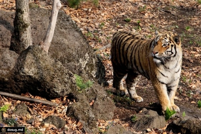 В ресторанах Москвы обнаружено мясо животных из Красной книги