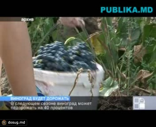 В следующем сезоне виноград может подорожать на 40 процентов